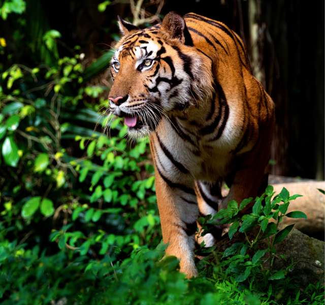 Golden Triangle Tour with Ranthambore