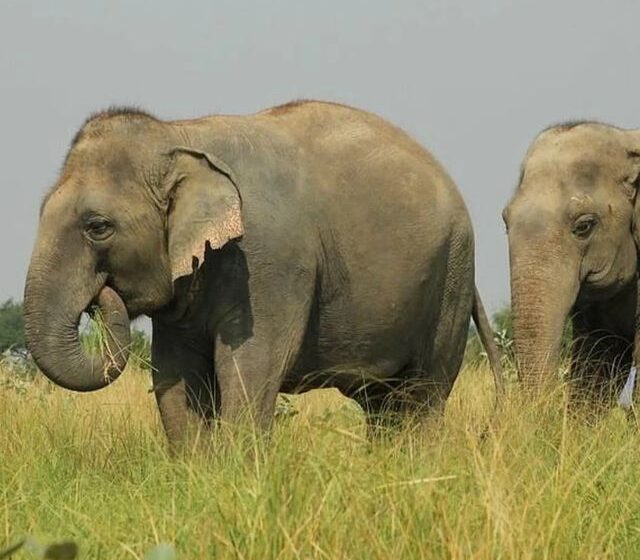 elephant sos