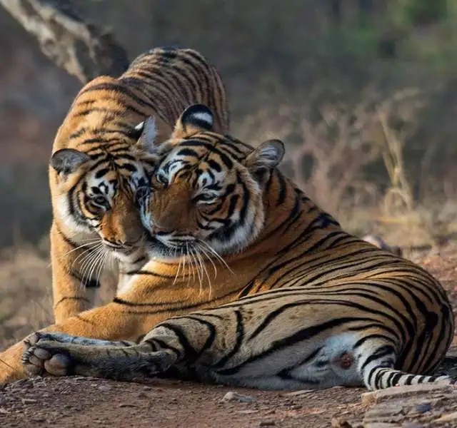 Delhi, Agra, Jaipur and Ranthambore by Car – 4N5D