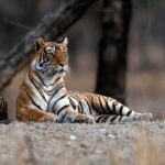 Explore the Wild Wonders of India