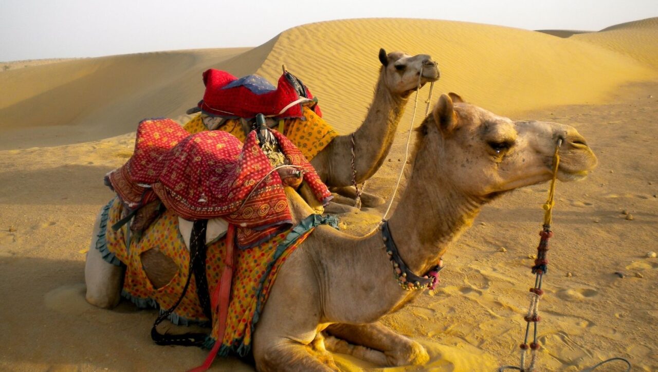 Camel Safari in Jaisalmer, Rajasthan