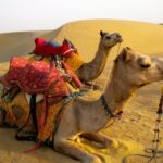 Camel Safari in Jaisalmer, Rajasthan