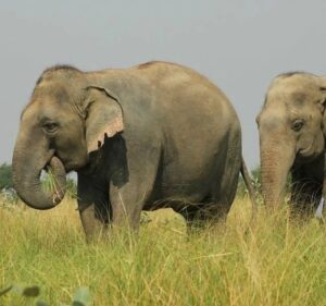 Taj Mahal with Elephant SOS Tour
